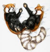 Red Pandas Playing in Snow